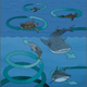 Una ilustración de cómo circulan los diferentes animales marinos, basada en los hallazgos del estudio.